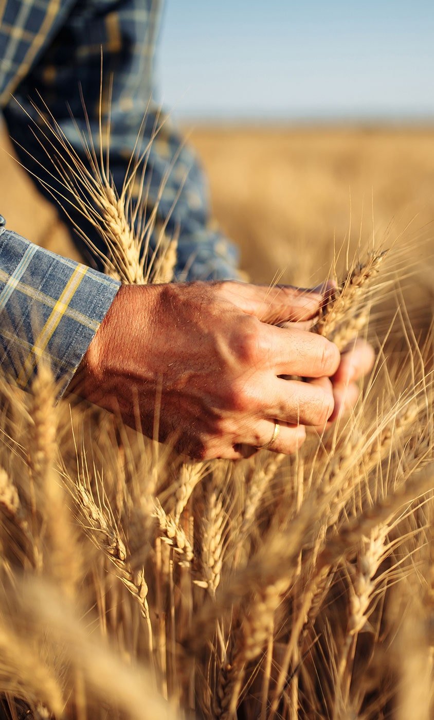 Hand holding wheat