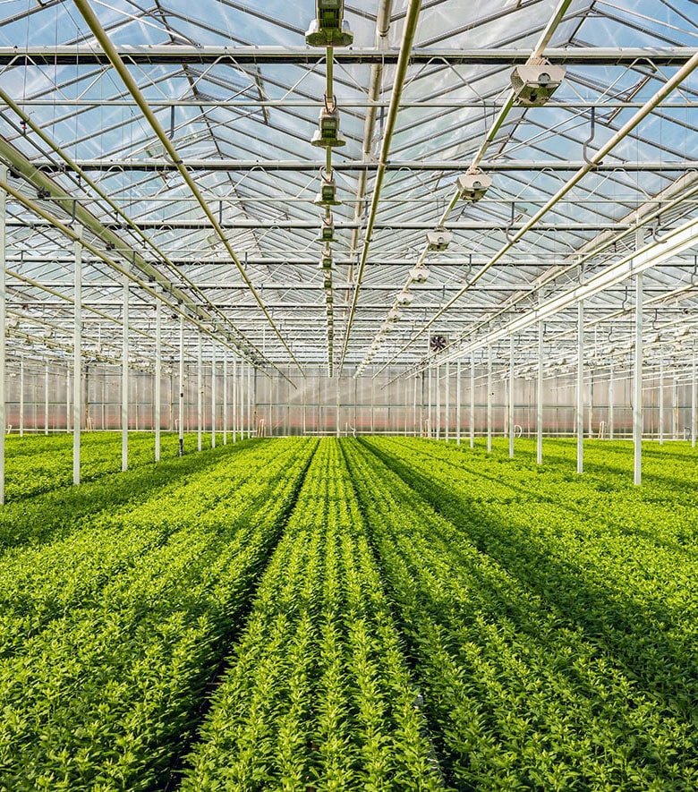 Modern greenhouse with green plants