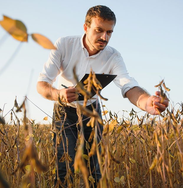 Farmer inspecting crops in field